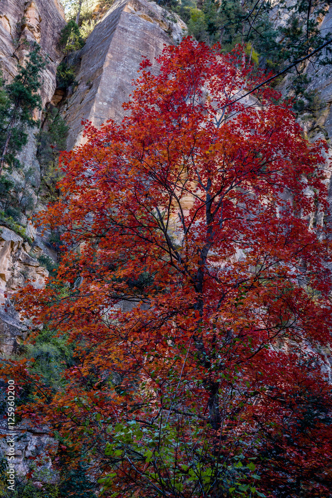 Red Maple Tree, Autumn along West Fork of Oak Creek, near Sedona, Arizona Red Maple Tree, Autumn along West Fork of Oak Creek, near Sedona, Arizona