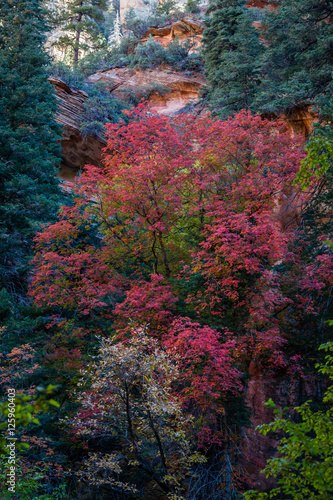 Red Fall tree along West Fork of Oak Creek near Sedona, Arizona. © Dennis