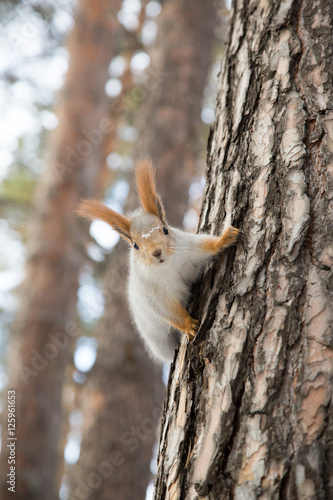 Siberian squirrel on a tree trunk