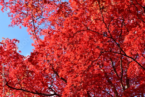 真っ赤な紅葉と青空