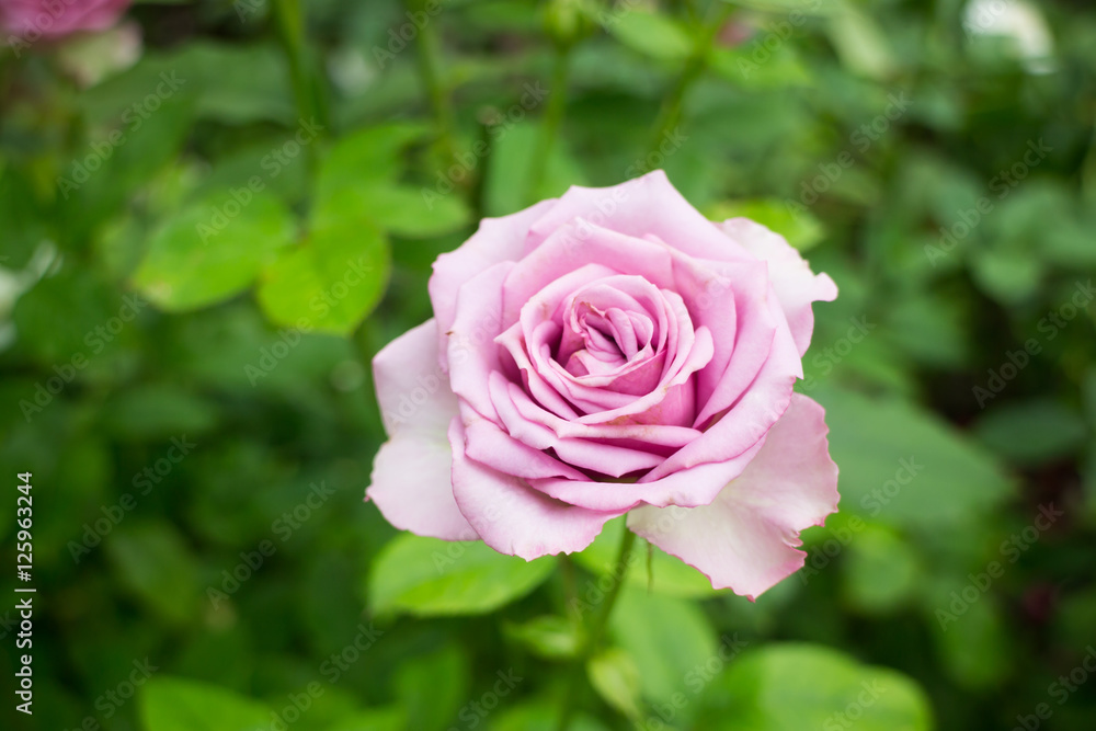 Violet rose bush in the garden Violet rose bush in the garden