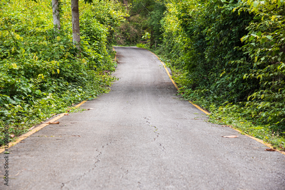 Obraz premium road to the forest