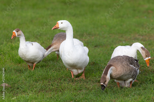 flock of domestic geese © Maslov Dmitry