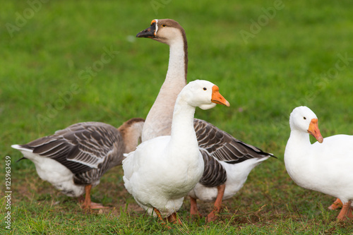domestic geese on the green grass