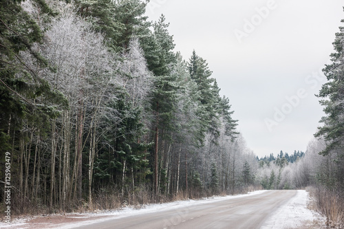 road in the woods