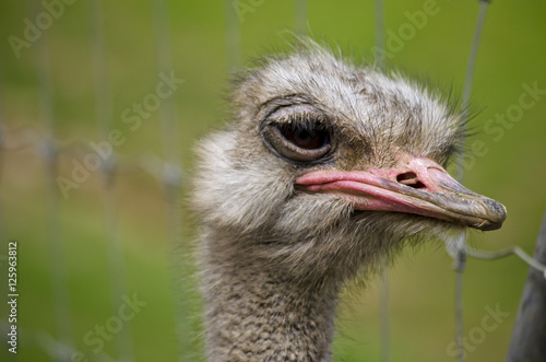 ostrich