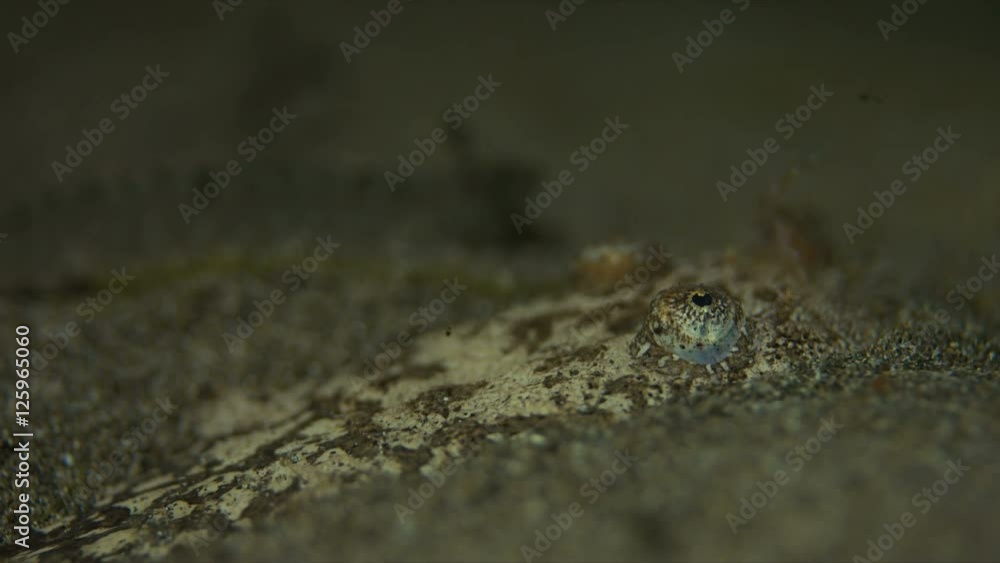Reticulate Stargazer, Uranoscopidae - bury in sand Reticulate Stargazer, Uranoscopidae - bury in sand