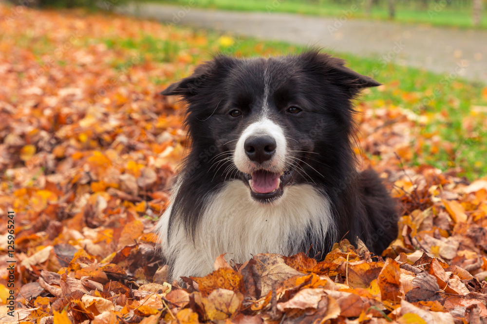 Border collie lying at the fallen leaves in autumn park