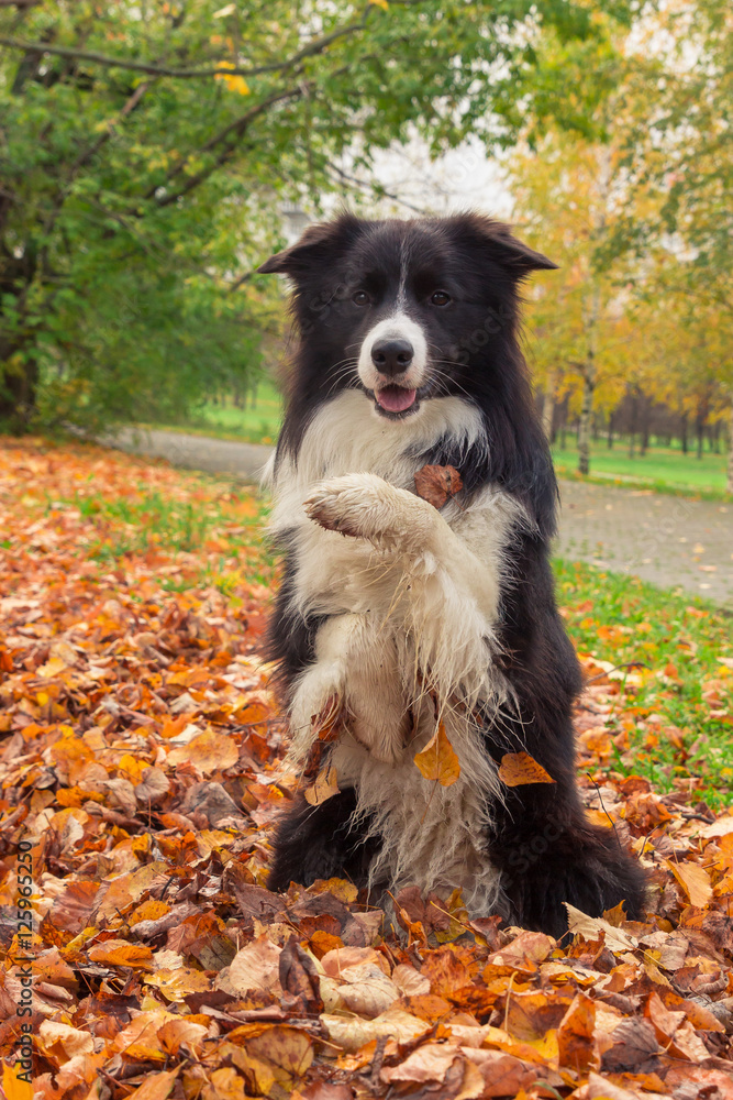 Border collie tricks at the fallen leaves in autumn park