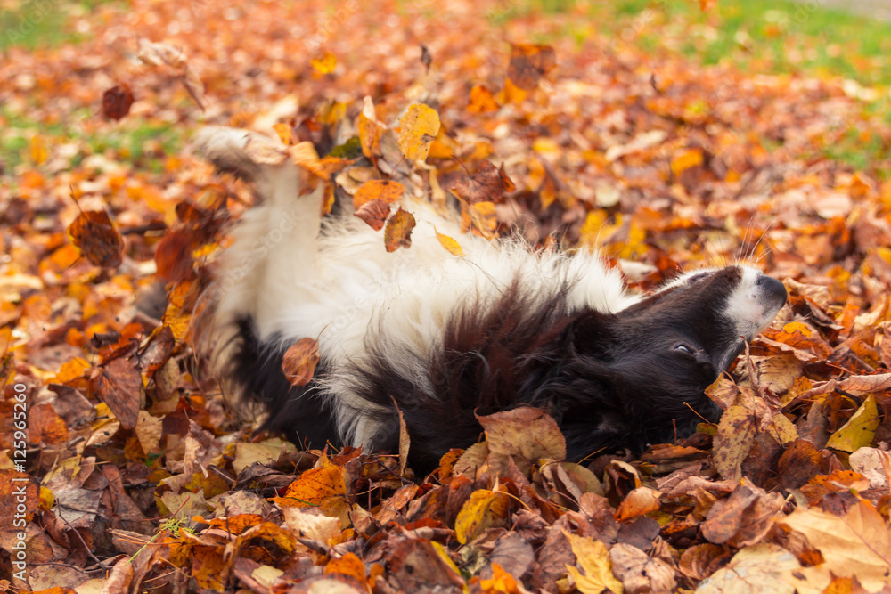 Border collie rolling at the fallen leaves in autumn park Border collie rolling at the fallen leaves in autumn park