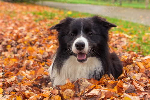 Border collie lying at the fallen leaves in autumn park © xaeri