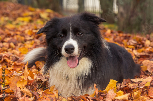Canvas Print Border collie lying at the fallen leaves in autumn park