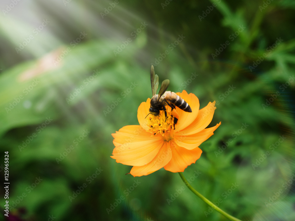 Bees are swarming yellow pollen with ray lighting above. Bees are swarming yellow pollen with ray lighting above.