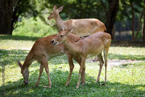 a cute deer grazing in khao kheow open zoo in thailand