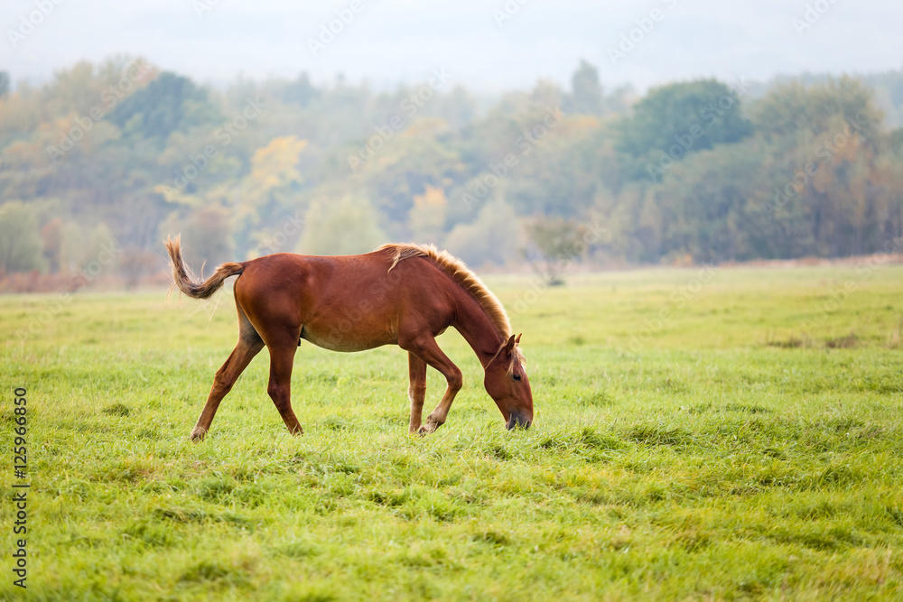Obraz premium Horse grazing in a meadow