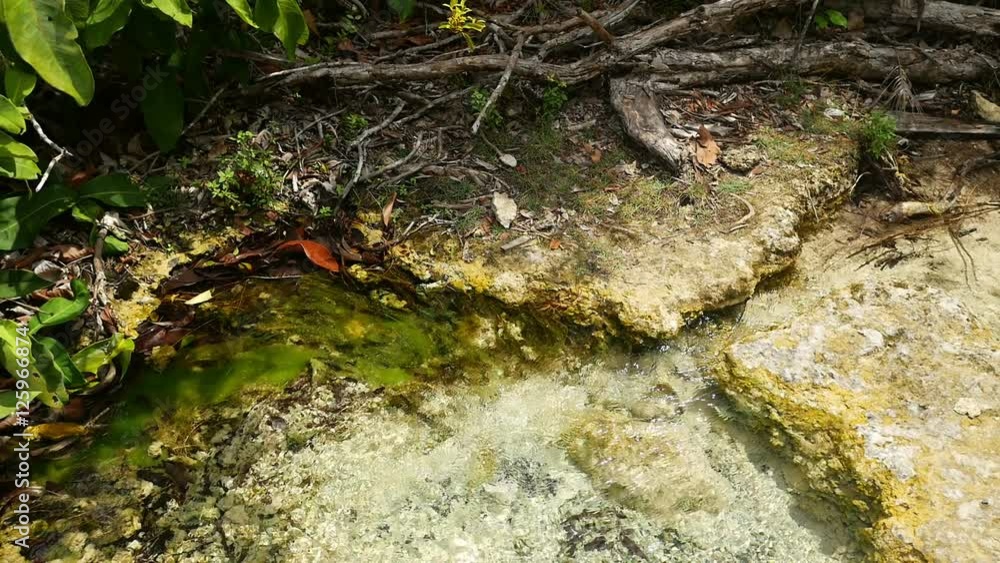 Small tropical brook in the rainforest Small tropical brook in the rainforest