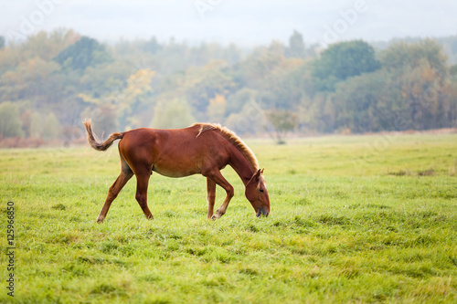 Fototapeta Naklejka Na Ścianę i Meble -  Horse grazing in a meadow