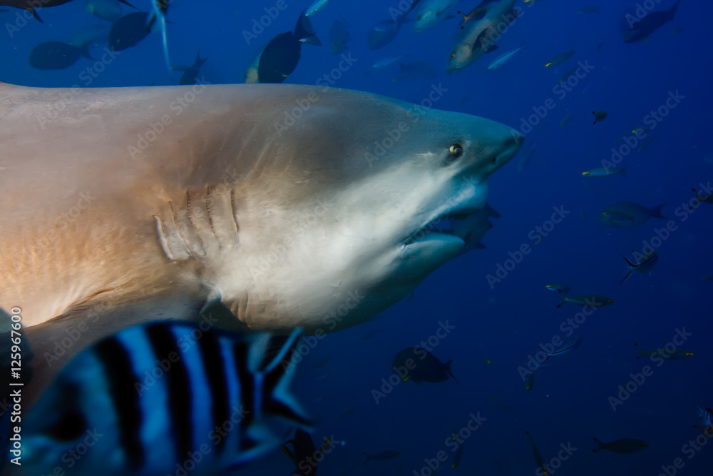 Dangerous Pacific oceans bull shark Dangerous Pacific oceans bull shark