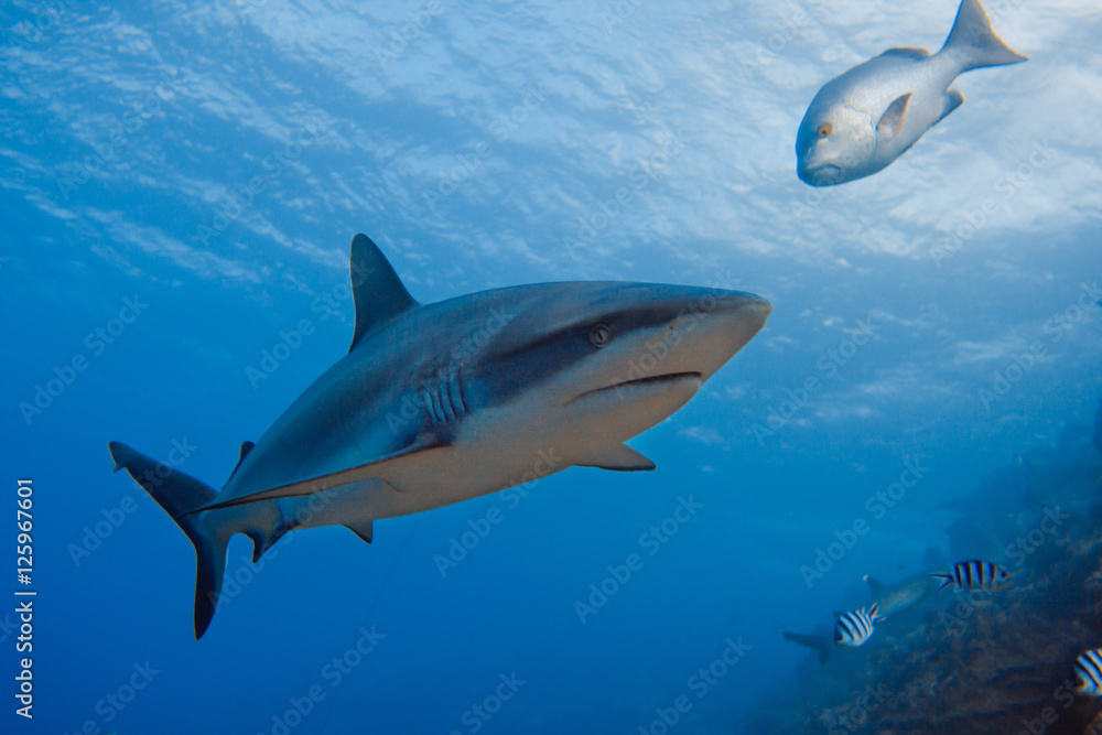 Obraz premium Grey Reef Shark underwater