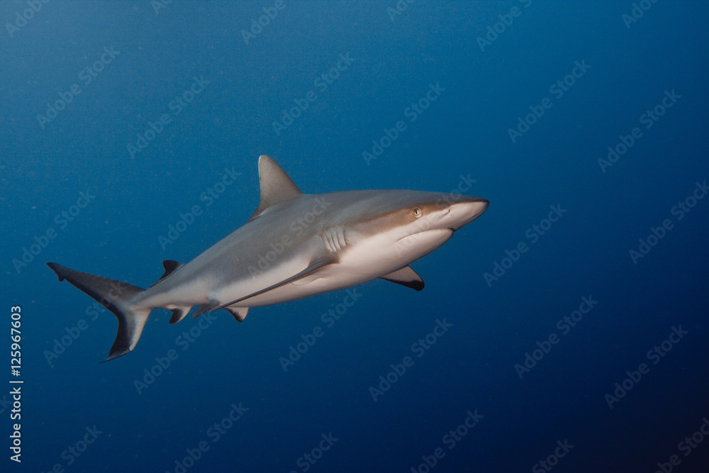 Grey Reef Shark underwater