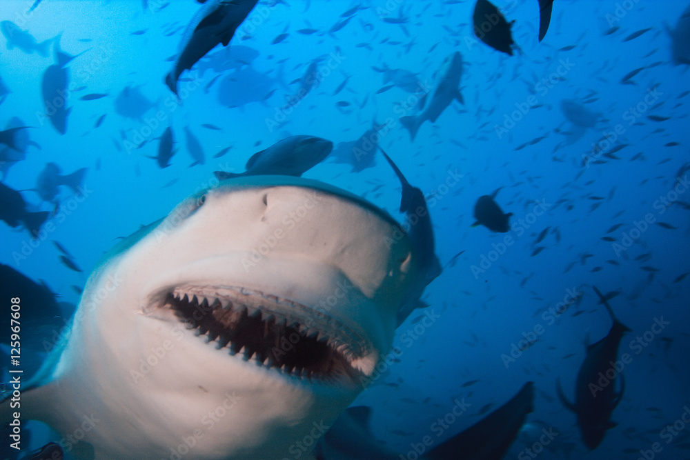 Naklejka premium Shark closeup portrait of opened jaws. Underwater extreme in Pacific ocean