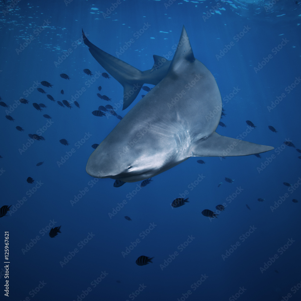 Fototapeta premium colorful underwater ocean coral reef and big shark