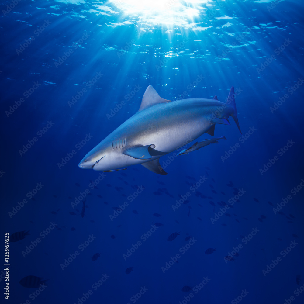 Pacific ocean bullshark swimming underwater Pacific ocean bullshark swimming underwater