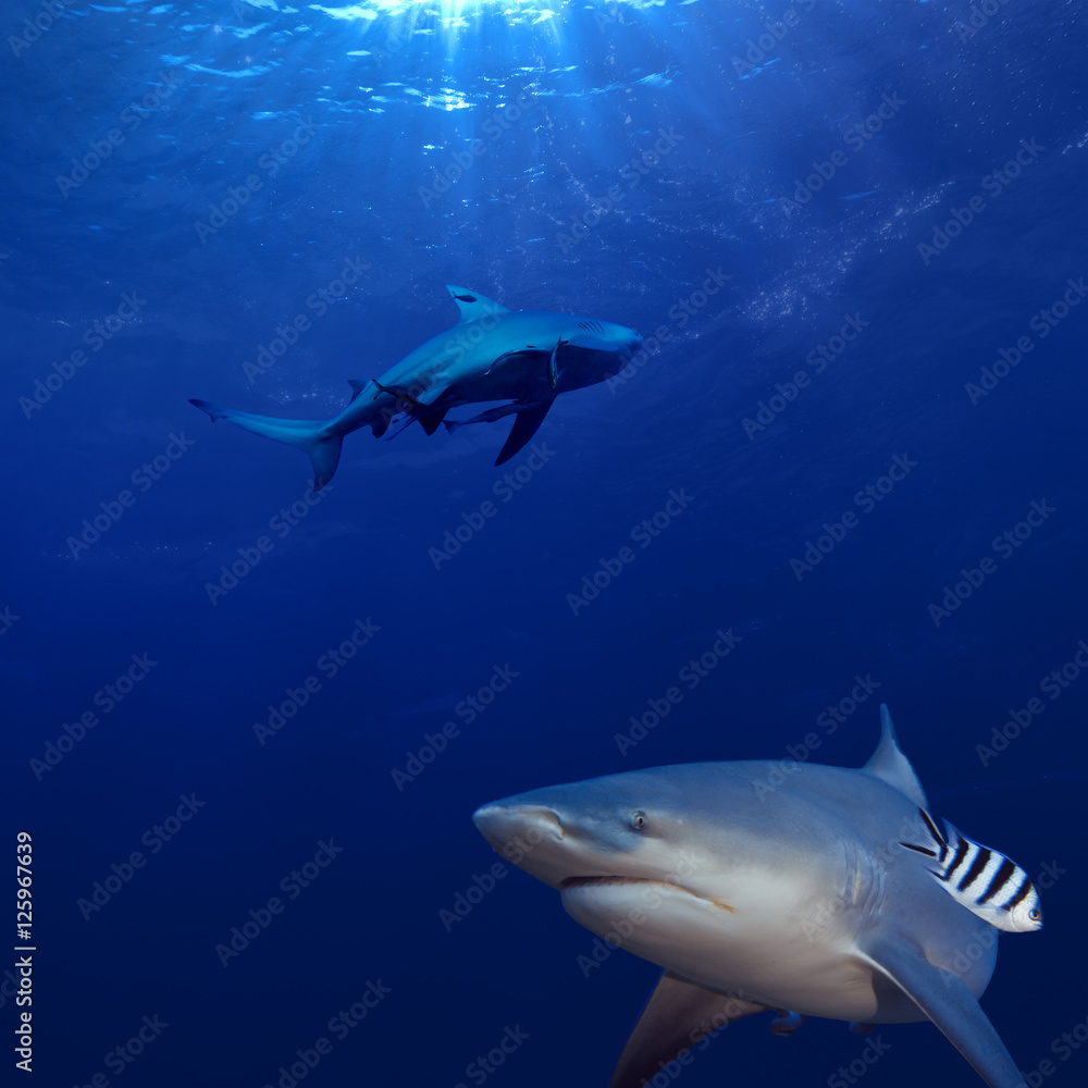 Fototapeta premium two sharks hunting underwater in deep blue ocean