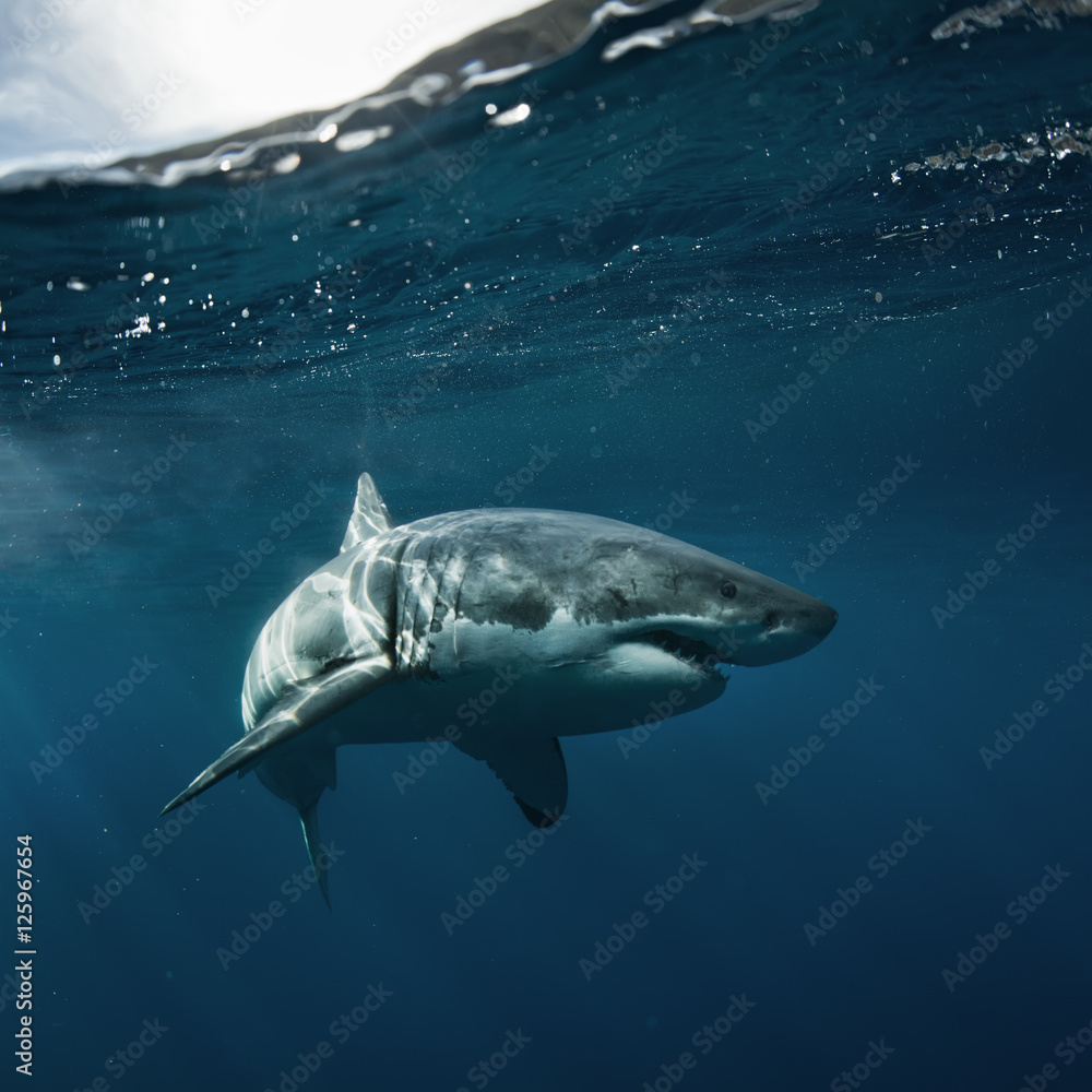Obraz premium Great White Shark in blue ocean. Underwater photography. Predator hunting near water surface