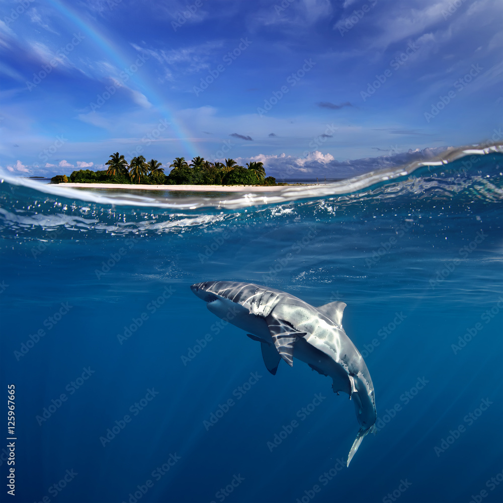 Obraz premium Great White Shark in blue ocean. Underwater photography. Predator hunting near water surface.