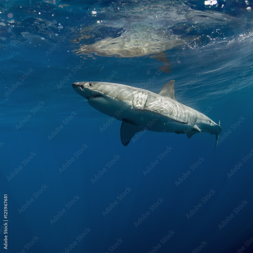 Fototapeta premium Great White Shark in blue ocean. Underwater photography. Predator hunting near water surface.