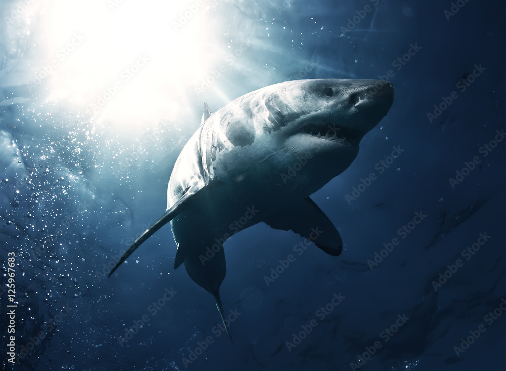 Naklejka premium Great White Shark in blue ocean. Underwater photography. Predator hunting near water surface.
