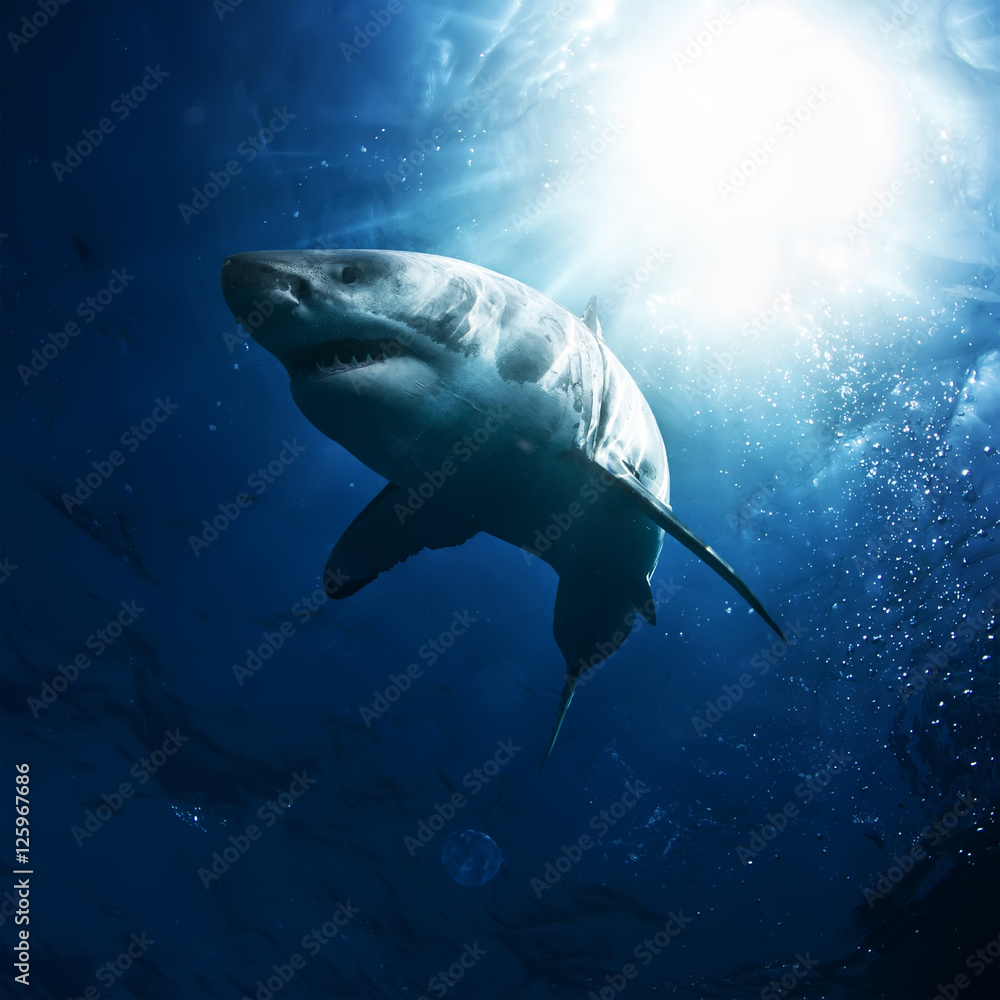 Obraz premium Great White Shark in blue ocean. Underwater photography. Predator hunting near water surface.