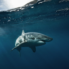 Great White Shark in blue ocean. Underwater photography. Predator hunting near water surface