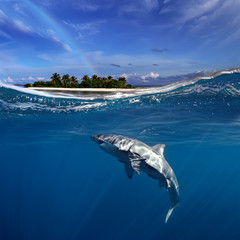 Great White Shark in blue ocean. Underwater photography. Predator hunting near water surface.