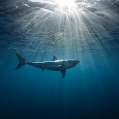 Great White Shark in blue ocean. Underwater photography. Predator hunting near water surface.