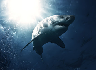 Great White Shark in blue ocean. Underwater photography. Predator hunting near water surface.