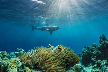 Great White Shark in blue ocean. Underwater photography. Predator hunting near water surface.
