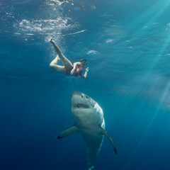 Great White Shark in blue ocean. Underwater photography. Predator hunting near water surface.