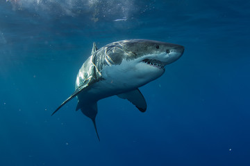 Great White Shark in blue ocean. Underwater photography. Predator hunting near water surface.