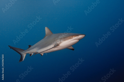 Grey Reef Shark underwater © willyam