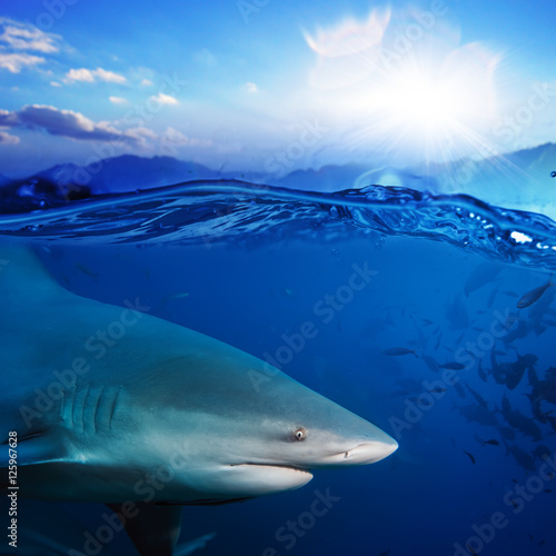 separated image water surface in sunlight and angry shark underw