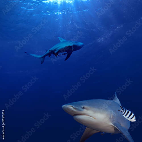 two sharks hunting underwater in deep blue ocean