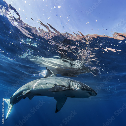 Great White Shark in blue ocean. Underwater photography. Predator hunting near water surface.