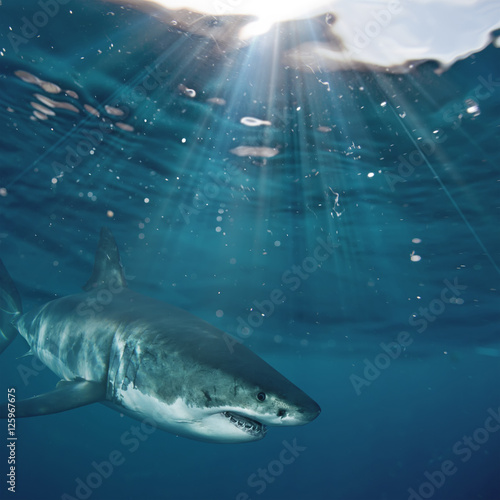 Great White Shark in blue ocean. Underwater photography. Predator hunting near water surface.