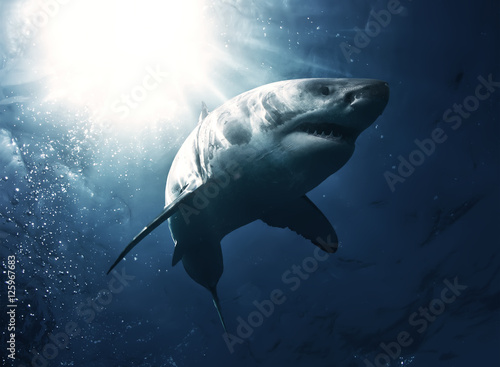 Great White Shark in blue ocean. Underwater photography. Predator hunting near water surface.