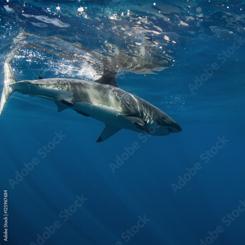 Great White Shark in blue ocean. Underwater photography. Predator hunting near water surface. © willyam