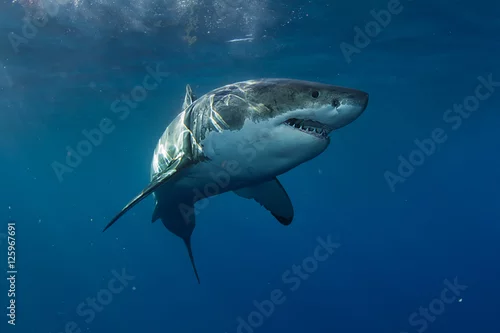 Obraz Wielki biały rekin w błękitnym oceanie. Fotografia podwodna. Drapieżnik polujący w pobliżu powierzchni wody.