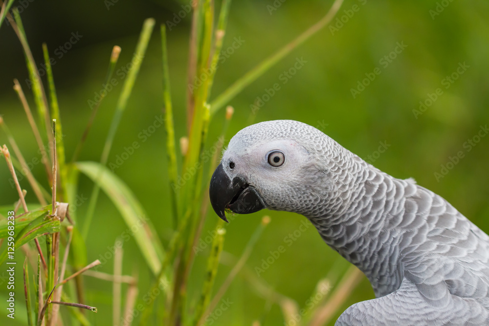 Parrot Parrot