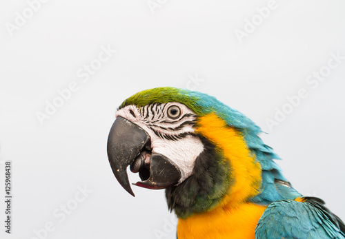 Portrait of colorful Scarlet Macaw parrot